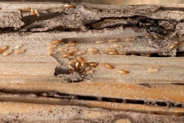 Pest Prevention Services in Selma, CA